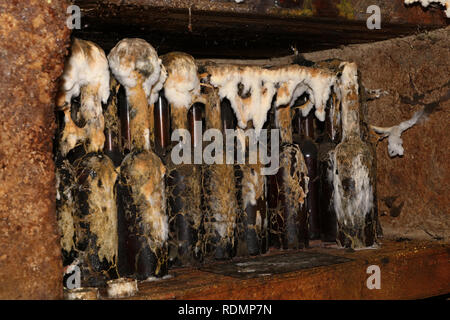 Close up Reihe traditioneller Tokaj Wein Glasflaschen mit Schimmel Altern im Weingut Keller abgedeckt Stockfoto