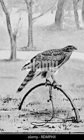 . Coursing und Falknerei. Coursing; Falknerei. SPARROW-HA WKS 341 Wenn^ Er hatte eine Wahrscheinlichkeit, zu töten. Es sei denn, er hatte eine minderwertige Hawk, er. war nie darauf achten, Ihnen zu erlauben, einen kleinen Vogel zu nehmen, sondern mit einem, der nicht gut genug war für amseln (und sehr viele sind nicht) würde er töten, wie viele Spatzen, &Amp; C., wie er zufrieden. Herr Bower und Herrn Riley Concur in mit dem C.S, C ii). - Â"'Â"'''â'" - bodv SparBOWrhawfc auf Zander - •., - t'Reifen gelegentlich thefi" Hawk, bf Bäume zu Anruf |; "Herr BowfeV des awks iinleSs WQuld fast immer (Halb-). c'oiTi' e Ta seine harfd mit Stockfoto