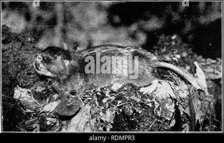 . In der Wildnis von Südamerika; sechs Jahre der Erforschung in Kolumbien, Venezuela, Guyana, Peru, Bolivien, Argentinien, Paraguay und Brasilien. Natural History. Oculto oder Tucotuco, ein seltenes Nagetier mit Mole - wie Gewohnheiten.. Bitte beachten Sie, dass diese Bilder sind von der gescannten Seite Bilder, die digital für die Lesbarkeit verbessert haben mögen - Färbung und Aussehen dieser Abbildungen können nicht perfekt dem Original ähneln. extrahiert. Miller, Leo (Leo Edward), 1887-1952; Fuertes, Louis Agassiz, 1874-1927. krank; Museum der Amerikanischen Indianer, Heye Stiftung. Fmo; Huntington freie Bibliothek. Stockfoto