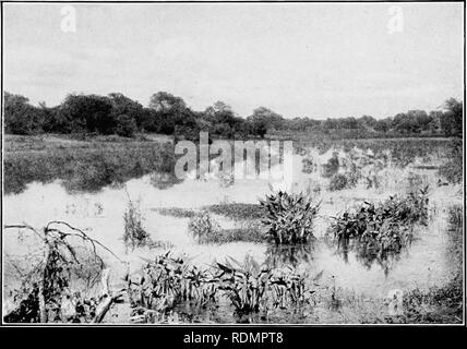 . In der Wildnis von Südamerika; sechs Jahre der Erforschung in Kolumbien, Venezuela, Guyana, Peru, Bolivien, Argentinien, Paraguay und Brasilien. Natural History. Die Lagune im Chaco, Embarcacion.. Bitte beachten Sie, dass diese Bilder sind von der gescannten Seite Bilder, die digital für die Lesbarkeit verbessert haben mögen - Färbung und Aussehen dieser Abbildungen können nicht perfekt dem Original ähneln. extrahiert. Miller, Leo (Leo Edward), 1887-1952; Fuertes, Louis Agassiz, 1874-1927. krank; Museum der Amerikanischen Indianer, Heye Stiftung. Fmo; Huntington freie Bibliothek. Fmo. New York, C.S Stockfoto