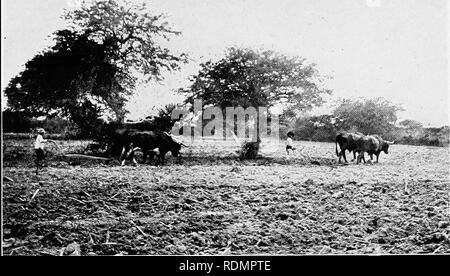 . In der Wildnis von Südamerika; sechs Jahre der Erforschung in Kolumbien, Venezuela, Guyana, Peru, Bolivien, Argentinien, Paraguay und Brasilien. Natural History. Pflügen bei Rosario de Lerma.. Bitte beachten Sie, dass diese Bilder sind von der gescannten Seite Bilder, die digital für die Lesbarkeit verbessert haben mögen - Färbung und Aussehen dieser Abbildungen können nicht perfekt dem Original ähneln. extrahiert. Miller, Leo (Leo Edward), 1887-1952; Fuertes, Louis Agassiz, 1874-1927. krank; Museum der Amerikanischen Indianer, Heye Stiftung. Fmo; Huntington freie Bibliothek. Fmo. New York, C. Scribner Stockfoto