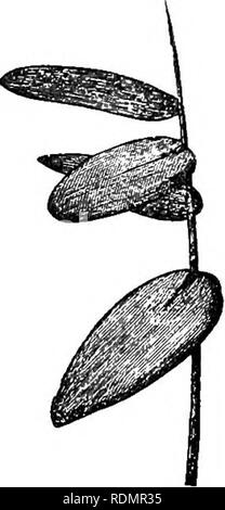 . Die Kraft der Bewegung in Pflanzen. Pflanzen, Botanik. Chav. Vll. Schlaf der Blätter. 391 leuves steigen so viel in der Nacht, dass Sie fast gesagt, um zu schlafen. Strepkium floribundum" (Grnminese) - Die ovale Blätter sind mit einem pulvinus, und horizontal verlängert oder sank ein wenig unter dem horizun während des Tages. Die auf der aufrechten Halme einfach senkrecht nach oben steigen in der Nacht, so lbs t ihre Spitzen in Richtung Zenit gerichtet sind. (Abb. IfrL) Abb. 164-.. Strephium fioribundum: culms mit Blättern während der iny und wheQ aslfe |.' In der Nacht. Zahlen reduziert. Horizontal gestreckt Blätter aus Stockfoto