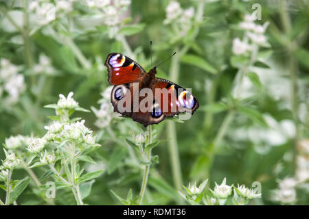 Tagpfauenauge Inachis io auf einer Blume Fütterung, Schmetterling Pfau auf behaarter Berg Minze, Pycnanthemum, Blume bokeh Stockfoto