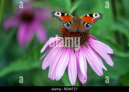 Schmetterling auf Blume Fütterung Nektar, Peacock Schmetterling auf Blume Inachis io sitzt auf Purple Coneflower Echinacea Flower Bokeh Stockfoto