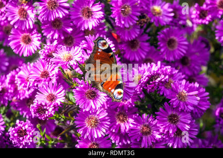 Pfau Schmetterling Aglais io sitzt auf einer Blume, Schmetterling Pfau auf Herbst lila Aster herbstaster Stockfoto