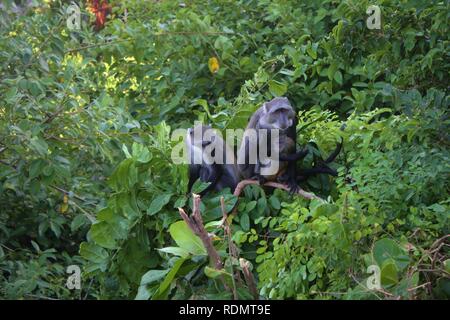 Eine Familie von blauen Affen (Cercopithecus albogularis) in einem Coastal scrub in Diani Beach an der Südküste Kenias. Stockfoto