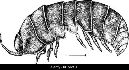 . Höhere Krebse von New York City. Krebstiere. Abb. 58 Armadillidium vulgare. Bitte beachten Sie, dass diese Bilder sind von der gescannten Seite Bilder, die digital für die Lesbarkeit verbessert haben mögen - Färbung und Aussehen dieser Abbildungen können nicht perfekt dem Original ähneln. extrahiert. Paulmier, Frederick Clark, 1873-1906. Albany, New York State Education Department Stockfoto