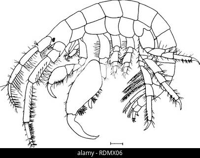 . Höhere Krebse von New York City. Krebstiere. Abb. 34 Amphithoe valida kürzer als die ultimative Verbindung von der Stiel und die Palm des Zweiten gnathopoda schräg. In der anderen Form, ein. longimana Sünde., die antennulae sind so lang wie der Körper und die Hände des gnathopoda sind Stout und viel länglich. Jassa marmorata Holmes J a s s a marmorata Holmes, S. J. bin. Nat. 1903. 37: 289.. Abb. 35 Jassa Marmorata, unreifen männlichen. Bitte beachten Sie, dass diese Bilder aus gescannten Seite Bilder, die digital für die Lesbarkeit verbessert haben mögen - Färbung und Aussehen Dieser illustrati extrahiert werden Stockfoto