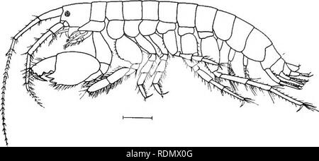 . Höhere Krebse von New York City. Krebstiere. 164 NEW YORK STATE MUSEUM normal. Zweite gnathopoda beider Geschlechter länglich und mit kleinen dactylus. Pereiopoda schlank und länglich. Tritt unter Hydroiden und Algen. Abb. 33 Microdeutopus gryllotalpa (nach Sars) Länge 6 mm. Farbe dicht Bunte mit dunklem Braun. Am Bayshore und am Bartow genommen. Familie podoceridae Antennulae länglich, und entweder mit oder ohne sekundäre Flagellum, und in der Regel kleiner als die Antennen, speziell in der männlichen. Gnathopoda mehr oder weniger ungleichen, die hinteren sind größer und manchmal enorm entwickelt. Stockfoto