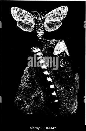 . Das Insekt und anderen alliierten Schädlinge der Obstgarten, Bush und Treibhaus Früchte und ihre Prävention und Behandlung. Schädlinge; Obst. Fh:.. 81. Der INGWERGEWÄCHSE (CoSStlH ligillpcrda) und LABVA; auch die MOTTEN AUSTRETENDE FEOM Puppe. [S. 42 Gesicht.. Bitte beachten Sie, dass diese Bilder sind von der gescannten Seite Bilder, die digital für die Lesbarkeit verbessert haben mögen - Färbung und Aussehen dieser Abbildungen können nicht perfekt dem Original ähneln. extrahiert. Theobald, Frederick Vincent, 1868-1930. Wye, Eng. : Friedrich V. Theobald Stockfoto