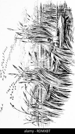 . Wild Spanien (Espan?ein AGRESTE): Aufzeichnungen des Sports mit Gewehr, Stange, und Waffe; natürliche Geschichte und Erforschung. Natural History; Jagd; Spiel und Spiel - Vögel. . Bitte beachten Sie, dass diese Bilder sind von der gescannten Seite Bilder, die digital für die Lesbarkeit verbessert haben mögen - Färbung und Aussehen dieser Abbildungen können nicht perfekt dem Original ähneln. extrahiert. Chapman, Abel, 1851-1929; Buck, Walter Johannes. London, Gurney und Jackson