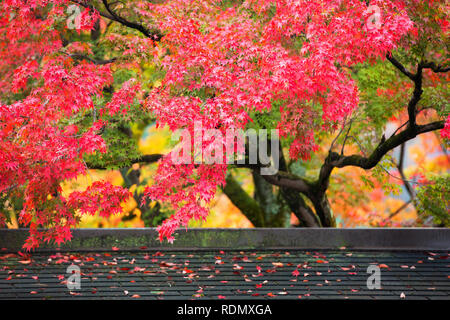 Bunten japanischen Ahorn (Acer palmatum) hinterlässt bei momiji Jahreszeit am Kinkakuji Garten, Kyoto, Japan Stockfoto