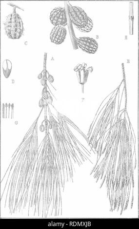 . Forstwirtschaft Handbuch... Die Wälder und die Forstwirtschaft; die Wälder und die Forstwirtschaft; Bäume. F. Fl., Pi. 63.. CASUARINA TORULOSA, Ait. (Wald Eiche.). Bitte beachten Sie, dass diese Bilder sind von der gescannten Seite Bilder, die digital für die Lesbarkeit verbessert haben mögen - Färbung und Aussehen dieser Abbildungen können nicht perfekt dem Original ähneln. extrahiert. New South Wales. Abt. der Länder. Forstwirtschaft Niederlassung; Heu, R. Dalrymple, Maiden, J. H. (Joseph Henry), 1859-1925. Sydney, W. A. Gullick, Regierung, Drucker Stockfoto