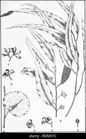 . Forstwirtschaft Handbuch... Die Wälder und die Forstwirtschaft; die Wälder und die Forstwirtschaft; Bäume. F. Fl.. pi. 160.. Eukalyptus, F.v.M. BOSISTOANA (Bosisto's Box). Bitte beachten Sie, dass diese Bilder sind von der gescannten Seite Bilder, die digital für die Lesbarkeit verbessert haben mögen - Färbung und Aussehen dieser Abbildungen können nicht perfekt dem Original ähneln. extrahiert. New South Wales. Abt. der Länder. Forstwirtschaft Niederlassung; Heu, R. Dalrymple, Maiden, J. H. (Joseph Henry), 1859-1925. Sydney, W. A. Gullick, Regierung, Drucker Stockfoto