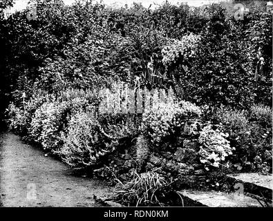 . Gärten für kleine Häuser auf dem Land. Gärten. Milhnead, Brajnley. grün und ruhig im Vorgriff auf einen Aufstand der hellen Blüte im Garten auf der sonnigen Seite des Hauses. Ein schmaler Weg, nur fünf Meter breit, führt zwischen dem Haus und der westlichen Wand an der südlichen Garten. Es ist interessant, die durch die Verwendung von einigen alten Holz spalten, die ursprünglich Teil der dekorativen Struktur des hölzernen Schiffe des späten achtzehnten und frühen neunzehnten Jahrhundert gebildet. Schweren Eichenbalken verbinden sie in Paaren über den Weg, der gepflastert ist, teilweise mit der lokalen Bargate Stein und Teil Stockfoto