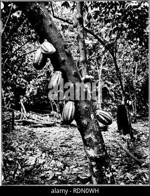 . Kakao und Schokolade; eine kurze Geschichte der, ihre Herstellung und Verwendung. Kakao und Schokolade. Von stereoffrapk, Copyright, 1906, von Underwood&amp; Underwood, New York KAKAOBAUM MIT HÜLSEN 4 MONATE ALT von amtsleitung La Clementina Hacienda, Ecuador. Die Narben am Stamm zeigen, wo Pads in ehemaligen Jahreszeiten 27 gewachsen. Bitte beachten Sie, dass diese Bilder sind von der gescannten Seite Bilder, die digital für die Lesbarkeit verbessert haben mögen - Färbung und Aussehen dieser Abbildungen können nicht perfekt dem Original ähneln. extrahiert. Walter Baker&amp; Firma; Bugbee, James M. (James McKellar), 1. Stockfoto
