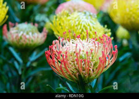 In der Nähe der bunten Protea Nadelkissen Blumen in einem tropischen Garten Stockfoto