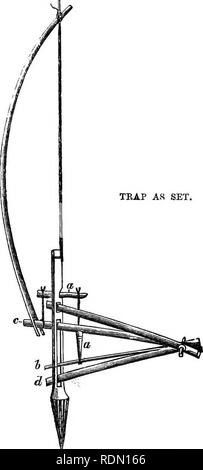 . Die Gärten der Sonne: oder ein Naturwissenschaftler Journal auf den Bergen und in den Wäldern und Sümpfen von Borneo und dem Sulu-archipel. Botanik; Botanik; Vögel; Vögel. CH. v.] Bambus Rat-Trap. 87 TKAP wie eingestellt. Lange, eine zingiberad, mit Reich gesperrt Laub {Alpinia sp.), zwei oder drei Arten von gleichenia, und hier und da eine unscheinbare Epiphyt, Orchidee, oder fern oc-Zichten, Vielfalt zu unserer Route hinzuzufügen. Wir waren zu-Tag, indem Sie sehen, horizontale Bambus-Stiele in den Bäumen über oiu fester Pfad verwirrt, aber schließlich haben wir entdeckt, dass sie bestimmt waren, wie Brücken oder Pfade zu Ratten oder andere Ani zu dienen Stockfoto