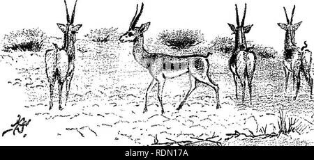 . 17 Reisen durch Somaliland und ein Besuch in Abessinien; mit ergänzenden Vorwort auf der 'Mad Mullah' Untergänge. Maxamad Cabdulle Xasan, 1864-1920; Ethnologie; Zoologie. Kapitel III BIG GAME SCHIESSEN, 1887 Start von Berbera - Der erste koodoo - Erste Herde von Elefanten gesehen; Elefant mit einem einzigen Schuß - Neuanfang mit einem anderen Caravan - der Waller gazelle Eingesackt - Mandeira; herrliche Zentrale - Das | ist 3 utugan Fluss-Herde Elefanten gefunden - Elefanten jagen in der Jalelo, und der Tod eines großen Stier - unsere Nacht camp-Camp Sobat - Elefanten in der Nacht Trompeten hörte - interessante Szene verpackt; eine Herde von s Stockfoto