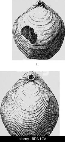 . Natural History. Geologie, Zoologie und Botanik. BEAOHIOPODA von Edgar A. Smith, I.S.O. Nur wenige Exemplare von zwei Arten von Bracliiopoda wurden durch die 'Entdeckung' gewonnen, beide offenbar, die neue Formen der Gattung Magellania. Eine ist sehr verschieden von allen bekannten Arten, auf Grund seiner bemerkenswerten Skulptur, aber die andere ist sehr eng verbunden mit M. herguelenensis von Davidson und der PATAGONISCHEN M. venosa von solander; es ist in der Tat mit einigem Zögern, dass ich gewagt haben, die es speziell zu trennen.. Bitte beachten Sie, dass diese Bilder aus gescannten Seite ima extrahiert werden Stockfoto