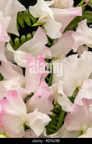 Sweet pea Jubiläum (Lathyrus oderatus) in voller Blüte Stockfoto