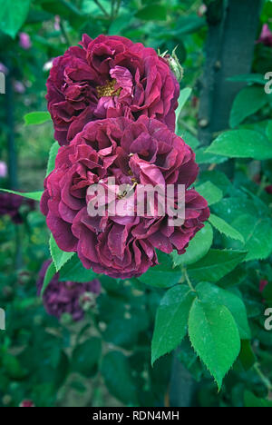 Rosa cv. Capitaine Basroger; Rosaceae; shurb; Moos; Blume doppel Karmin-rot, dunkel lila Mottling. Stockfoto