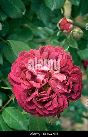 Rosa cv. Capitaine Basroger; Rosaceae; shurb; Moos; Blume doppel Karmin-rot, dunkel lila Mottling. Stockfoto