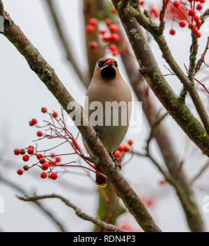 Waxwing im Baum Stockfoto