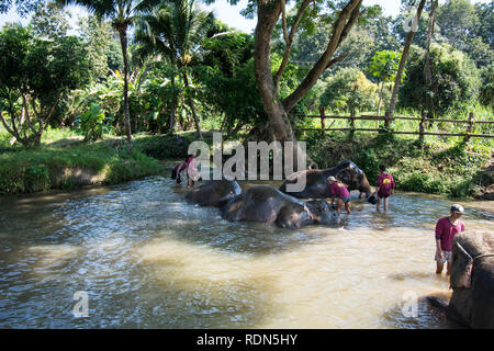 Elefanten im Fluss Chiang Mai Tierschutzgebiet Thailand Stockfoto