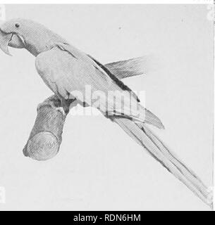 . Durch die brasilianischen Wildnis. Roosevelt-Rondon wissenschaftliche Expedition (1913-1914); Zoologie. . Bitte beachten Sie, dass diese Bilder sind von der gescannten Seite Bilder, die digital für die Lesbarkeit verbessert haben mögen - Färbung und Aussehen dieser Abbildungen können nicht perfekt dem Original ähneln. extrahiert. Roosevelt, Theodore, 1858-1919. London: J. Murray Stockfoto