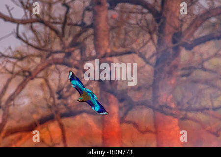Fliegen in die Flammen! Stockfoto