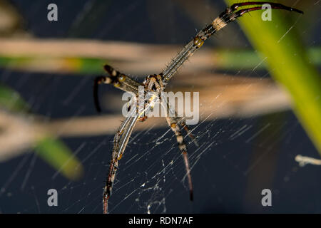 St. Andrew's Cross spider andere Perspektive. Wissenschaftlicher Name: Argiope mit schönen cob Web hervorgehoben Stockfoto