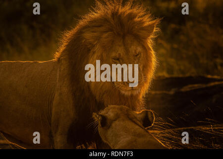 Dieses Bild von Lion ist in der Masai Mara in Kenia. Stockfoto