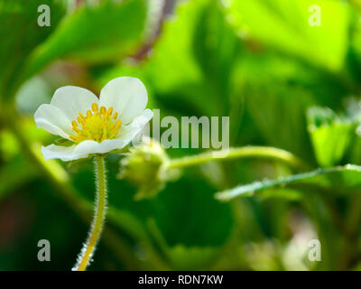 Erdbeere Blüte im Frühjahr Stockfoto