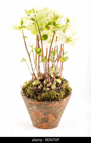 Helleborus in einem teracotta Container Stockfoto
