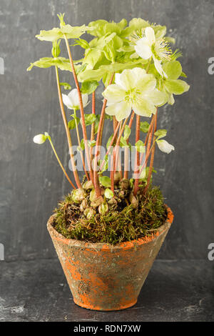 Helleborus in einem teracotta Container Stockfoto