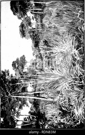 . Wild Spanien (Espan?ein AGRESTE): Aufzeichnungen des Sports mit Gewehr, Stange, und Waffe; natürliche Geschichte und Erforschung. Natural History; Jagd; Spiel und Spiel - Vögel. . Bitte beachten Sie, dass diese Bilder sind von der gescannten Seite Bilder, die digital für die Lesbarkeit verbessert haben mögen - Färbung und Aussehen dieser Abbildungen können nicht perfekt dem Original ähneln. extrahiert. Chapman, Abel, 1851-1929; Buck, Walter Johannes. London, Gurney und Jackson