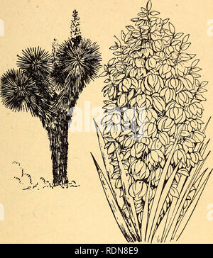 . Essbare und giftige Pflanzen der Karibik. Pflanzen, essbare und giftige Pflanzen und Botanik. 57. 44. Spanisch Bajonett Yucca elephantipes der weißen oder cremefarbenen glockenförmigen Blüten der Spanischen Bajonett eines der beliebtesten Gemüse von Mittelamerika dar. Sie sind sehr gut, wenn mit Eiern gebraten oder roh in Salaten gegessen werden. Die steifen, kurz - trunked Pflanzen mit wirbelsäule-gespitzten Blätter sind gemeinsame in Mittelamerika, wo sie vor allem die gepflanzt sind, aber manchmal sind wild wachsenden gefunden. Die spanische Bajonett ist Yucca oder Palmito in Panama, itabo in Costa Ri genannt Stockfoto