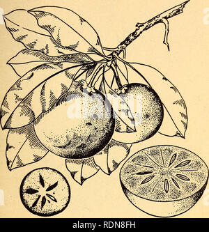 . Essbare und giftige Pflanzen der Karibik. Pflanzen, essbare und giftige Pflanzen und Botanik. 17. 8. Sapodilla Achras Zapota die Frucht der sapodilla ist immer roh gegessen. Die meisten Nord- ern Menschen betrachten sie als eine der besten von tropischen Früchten. Die bräunliche Masse der reifen Frucht ist sehr weich und süß und klebrig. Seine bräunliche Haut kann glatt oder schuppig sein. Der große Baum hat hart, rötlich dauerhaftes Holz und schöne immergrüne Blätter. Es wird allgemein gepflanzt, sondern auch wild wachsen. Der Milchsaft oder Latex dieses Baumes ergibt die Chicle aus dem Kaugummi hergestellt wird. In der Briti Stockfoto