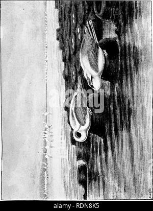 . Wild Spanien (Espan?ein AGRESTE): Aufzeichnungen des Sports mit Gewehr, Stange, und Waffe; natürliche Geschichte und Erforschung. Natural History; Jagd; Spiel und Spiel - Vögel. . Bitte beachten Sie, dass diese Bilder sind von der gescannten Seite Bilder, die digital für die Lesbarkeit verbessert haben mögen - Färbung und Aussehen dieser Abbildungen können nicht perfekt dem Original ähneln. extrahiert. Chapman, Abel, 1851-1929; Buck, Walter Johannes. London, Gurney und Jackson