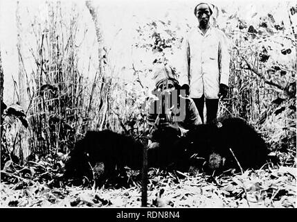 . Dschungel von-möglichkeiten in Indien; Blätter von den Hinweis - das Buch der ein Sportler und einem Naturwissenschaftler. Jagd; Natural History. Die gemeinsame SCHWARZ ODER FAULTIERE AUF DIE EBENEN. Bitte beachten Sie, dass diese Bilder sind von der gescannten Seite Bilder, die digital für die Lesbarkeit verbessert haben mögen - Färbung und Aussehen dieser Abbildungen können nicht perfekt dem Original ähneln. extrahiert. Stebbing, Edward Percy, 1870-1960. London, J. Lane, New York, J. Lane Unternehmen Stockfoto