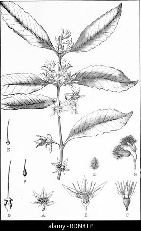 . Forstwirtschaft Handbuch... Die Wälder und die Forstwirtschaft; die Wälder und die Forstwirtschaft; Bäume. F. Fl., Pi. 7.. DORYPHORA SASSAFRAS, Endl. (Die New South Wales Sassafras.). Bitte beachten Sie, dass diese Bilder sind von der gescannten Seite Bilder, die digital für die Lesbarkeit verbessert haben mögen - Färbung und Aussehen dieser Abbildungen können nicht perfekt dem Original ähneln. extrahiert. New South Wales. Abt. der Länder. Forstwirtschaft Niederlassung; Heu, R. Dalrymple, Maiden, J. H. (Joseph Henry), 1859-1925. Sydney, W. A. Gullick, Regierung, Drucker Stockfoto