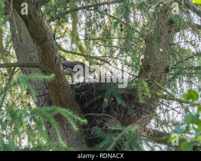 Frau Sperber (Accipiter nisus) auf einem Nest Stockfoto