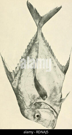 . Die essbaren Fische von New South Wales; ihre Bedeutung und ihre Möglichkeiten. Fische - Australien New South Wales. O O> c7). Bitte beachten Sie, dass diese Bilder sind von der gescannten Seite Bilder, die digital für die Lesbarkeit verbessert haben mögen - Färbung und Aussehen dieser Abbildungen können nicht perfekt dem Original ähneln. extrahiert. New South Wales. Abt. der Fischerei; Ward, David George, 1877. [Sydney W. A. Gullick, Govt. Drucker] Stockfoto