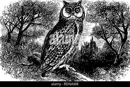 . Die Vögel von Shakespeare; kritisch geprüft, erklärt und illustriert. Shakespeare, William, 1564-1616; Vögel. 98 DIE EULE GUTE NACHT. Ohne das Gefühl die beeindruckende Wirkung erzeugt, die durch die Einführung der ein Vogel, der in solchen Abscheu von den Unwissenden gehalten wird, aber von der Naturforscher haben gezeigt, nicht nur harmlos, sondern nützlich. Aber - "Die Eule, Nacht der Verkünder, kreischt, - ' Tis sehr spät." Venus und Adonis. Und deshalb mit Boyet, in Love's labour's lost (Act iv. Sc. i), werden wir sagen: - "Gute Nacht, mein guter Eule.". Bitte beachten Sie, dass diese Bilder vom Sc extrahiert werden Stockfoto