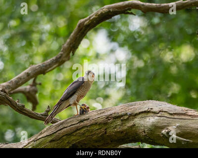 Frau Sperber (Accipiter nisus) mit Beute Stockfoto