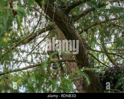 Juvenile Sparrowhaw (Accipiter nisus) Durch ein Nest Stockfoto