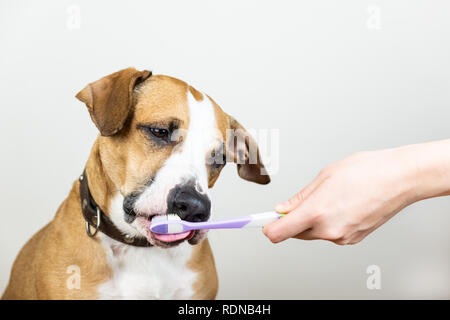 Hund und Zahnbürste in weißen Hintergrund, Konzept der Haustiere Dental Hygiene. Neugierig Staffordshire Terrier Welpe leckt eine Zahnbürste. Stockfoto