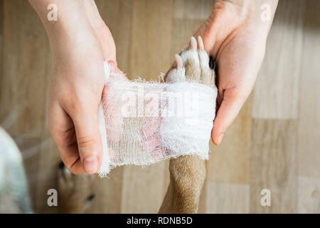 Die medizinische Behandlung von pet-Konzept: Bandagieren ist ein Hund Pfote. Hände bandage Anwendung auf einem verletzten Körperteil, Hund Sicht Stockfoto