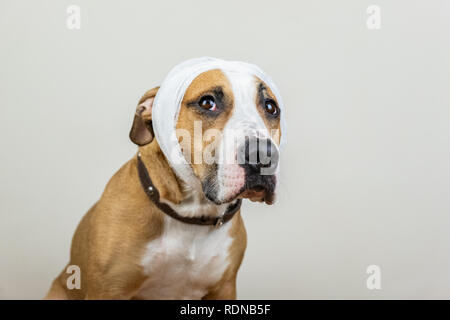 Kranke oder verletzte pet-Konzept. Portrait von Hund mit bandagierten Kopf auf weißem Hintergrund Stockfoto